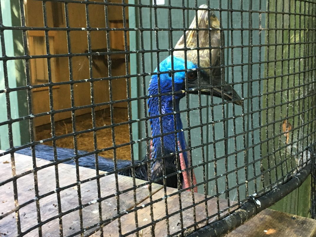 Behind the Scenes at the National Zoo With the World’s Most Dangerous Bird 