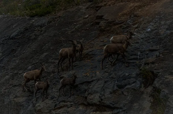 Big Horned Sheep On The Highway thumbnail