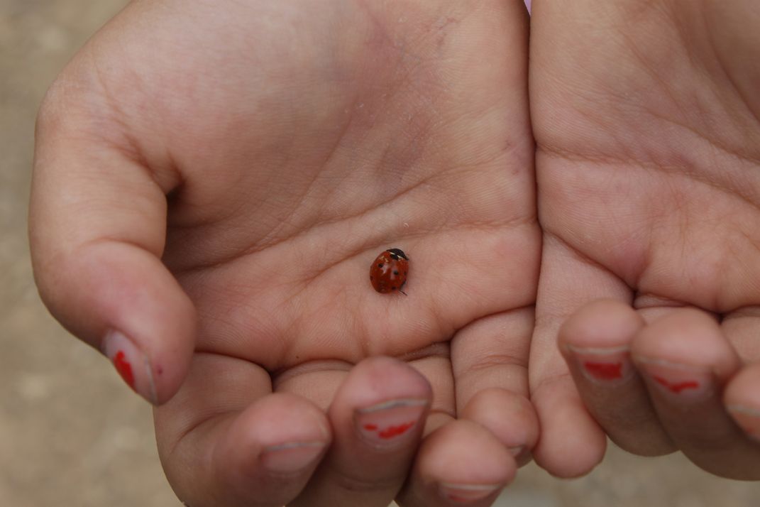 Child protection from insects | Smithsonian Photo Contest | Smithsonian ...