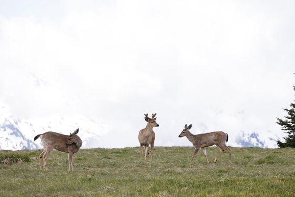 The white-tailed deer, also known as the whitetail or Virginia deer thumbnail