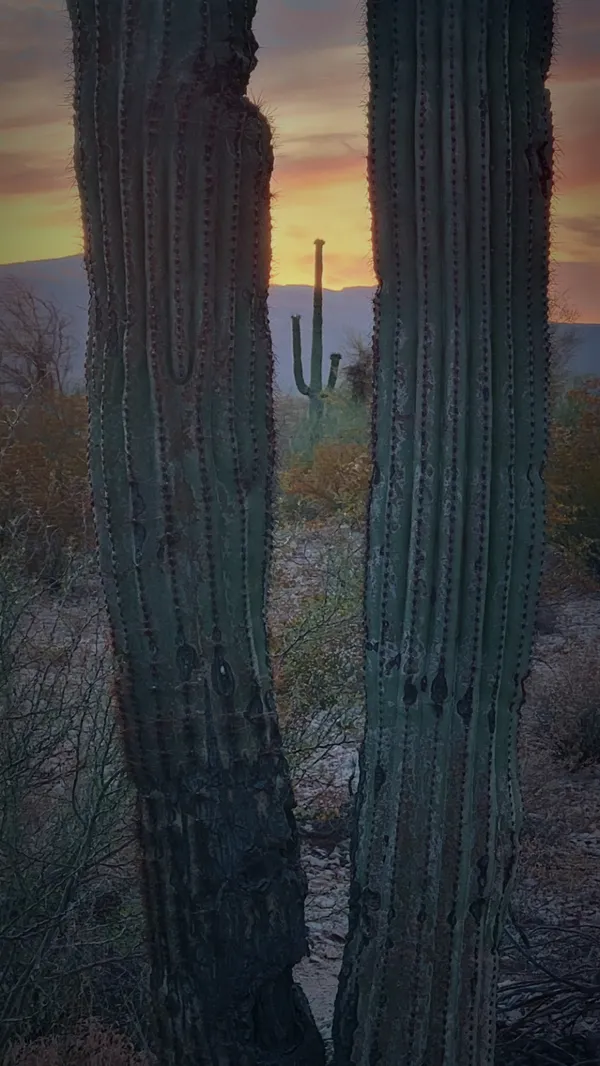 Saguaro Sunset thumbnail