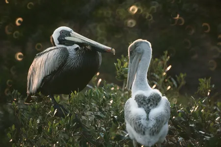 Two Brown pelicans on Pelican Island National Wildlife Refuge circa 1972