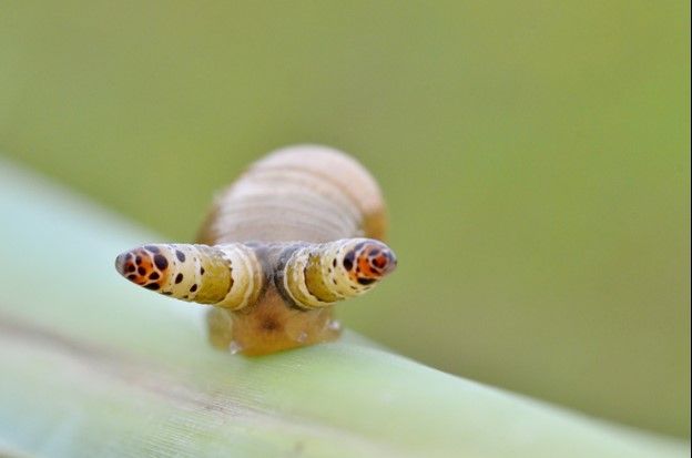 A living brown and red snail with pulsating eye stalks on a green plant. 