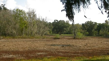 A nearly dry horseshoe lake at Brazos Bend State Park, Texas