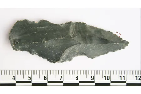 An ancient stone tool used to butcher a rhinoceros.