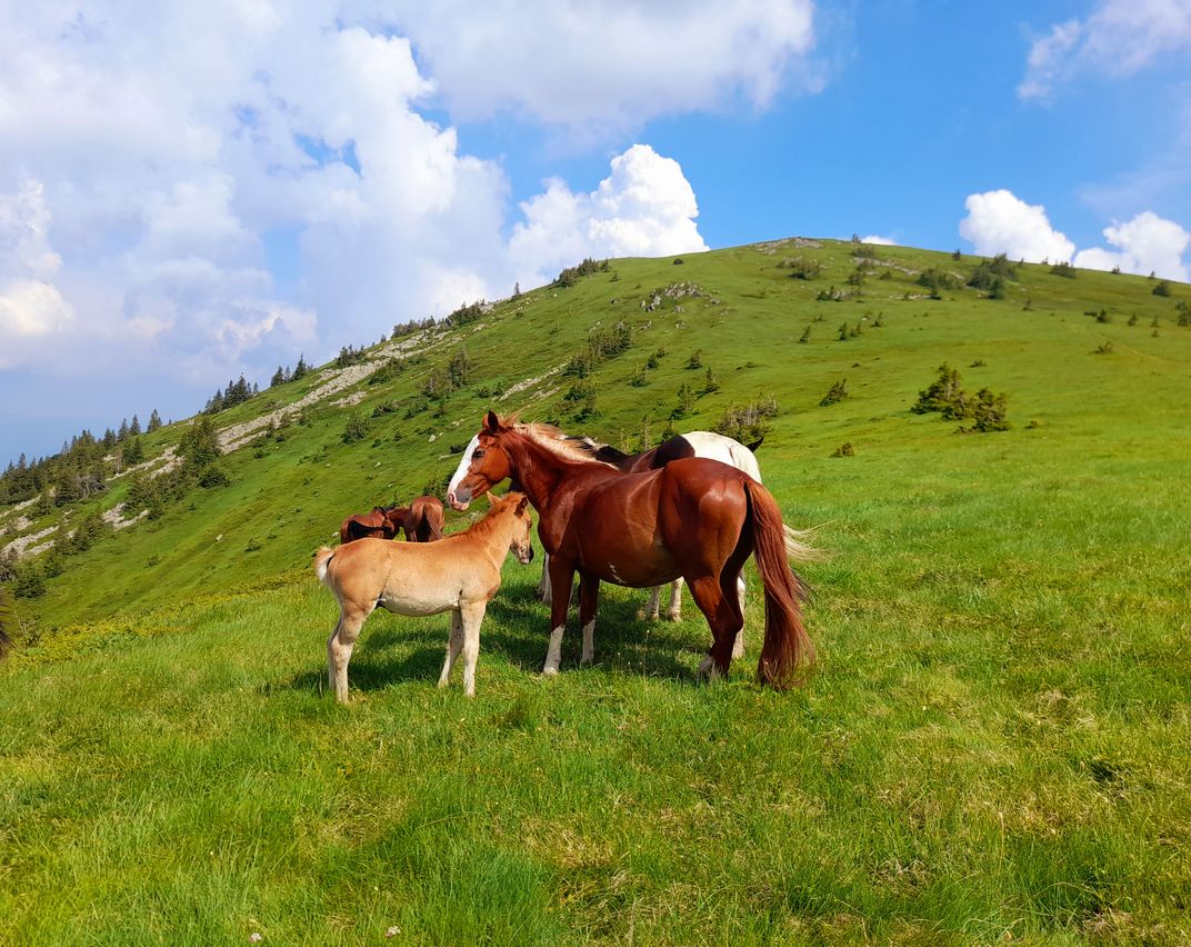 Horses - the masters of The Balkan Mountains | Smithsonian Photo ...