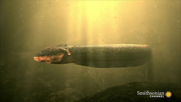 Preview thumbnail for You Do Not Want to Get Tased by This Eel