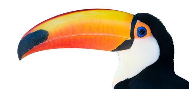 Toco toucan