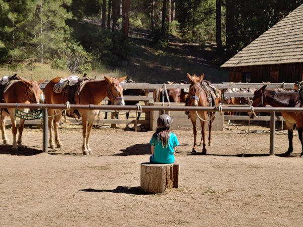 Daughter, Horses, and Mules thumbnail