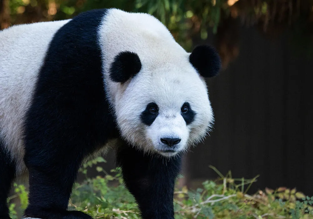 Young Pandas Seem ‘Very Interested In Each Other’, Say Keepers at ...