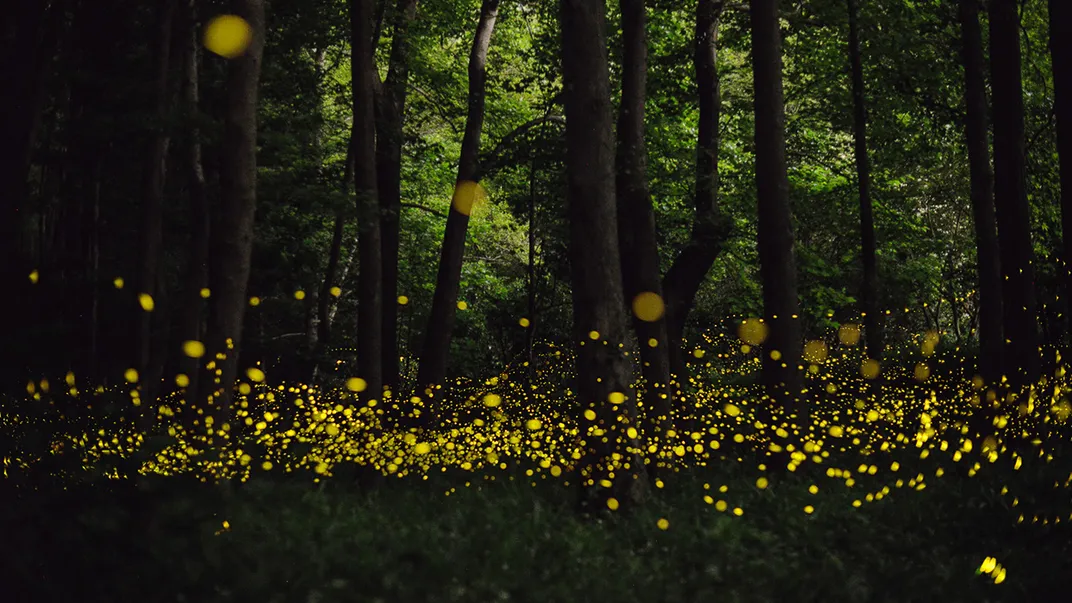 The Beautiful Flight Paths Of Fireflies Science Smithsonian Magazine