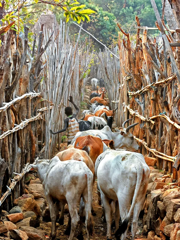 The way of life thumbnail