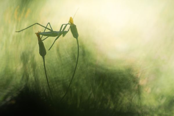 Acrobatics thumbnail