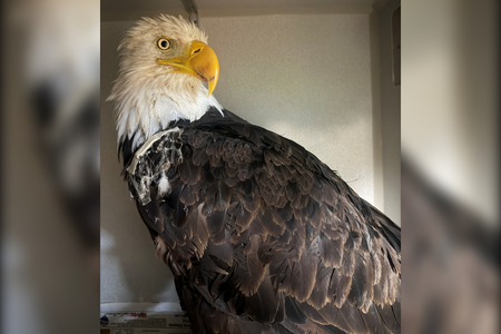 Jackie was brought to the Ojai Raptor Center in July.