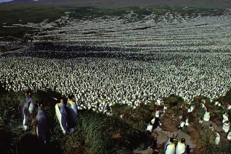 The Morne du Tamaris Colony in happier days in 1982.