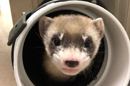 Elizabeth Ann, the first cloned black-footed ferret and the first cloned endangered species native to North America, pictured here at 50 days old.
