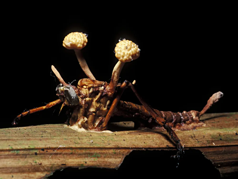 An insect with a parasitic fungus protruding from its back.