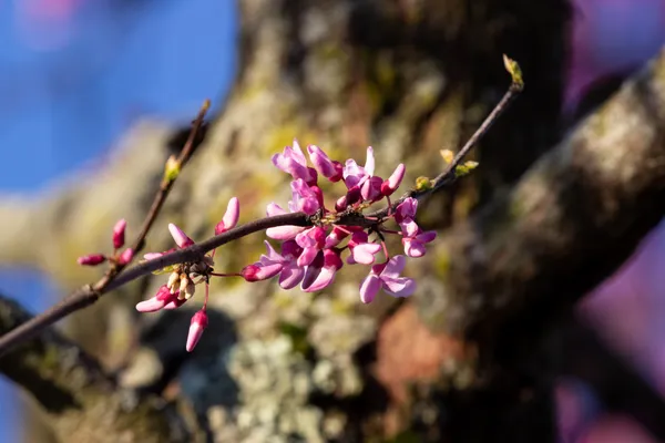 Eastern Redbud Blossoms thumbnail
