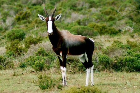 A bontebok