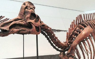 A reconstruction of Corythosaurus at the Royal Ontario Museum