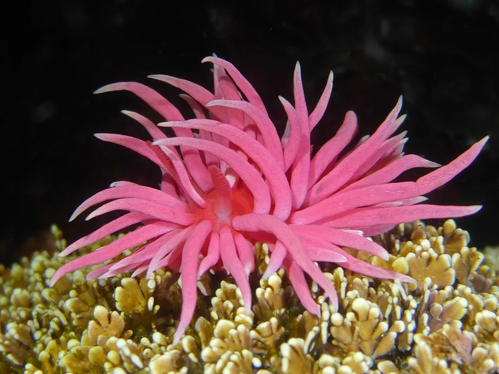 Hopkins’ rose nudibranch
