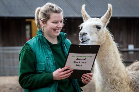 Keeper Jessica Jones with Lamas and Alpacas during the annual animal stocktake at ZSL London Zoo, UK.