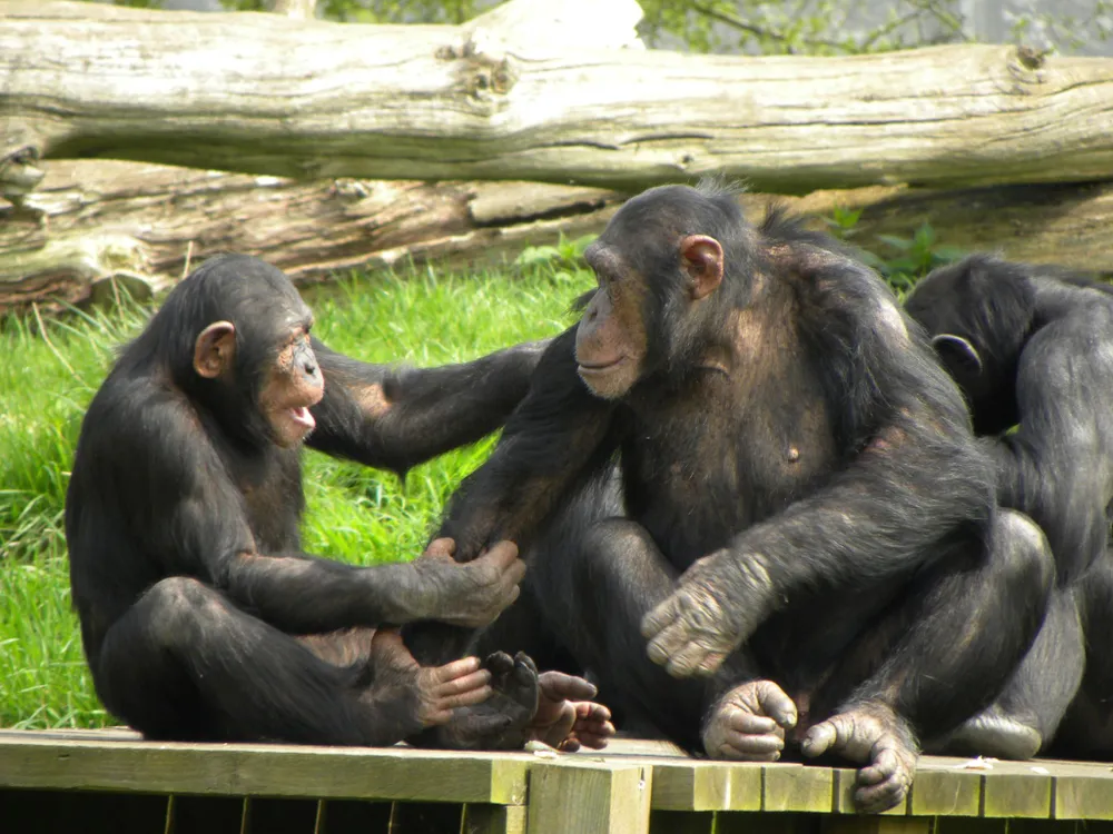 Two chimpanzees sit on a wooden platform; the chimp on the left is holding onto the shoulder and arm of the one on the right. Both look at each other, as if in mid-conversation.