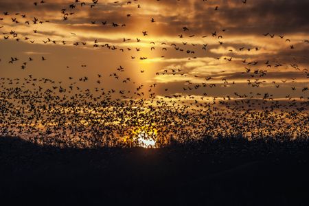 Geese lift off a lake in front of a sun pillar at Squaw Creek National Wildlife Refuge near Mound City, Missouri.