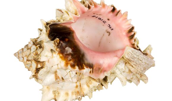 NMNH-EO_031018_Regal_Murex_Hexaplex_regius_004-000001.jpg