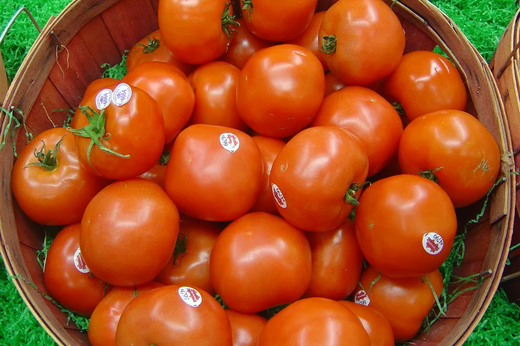 Fresh_tomatoes.jpg