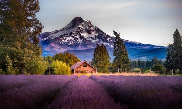 Lavender Valley in Hood River, Or thumbnail