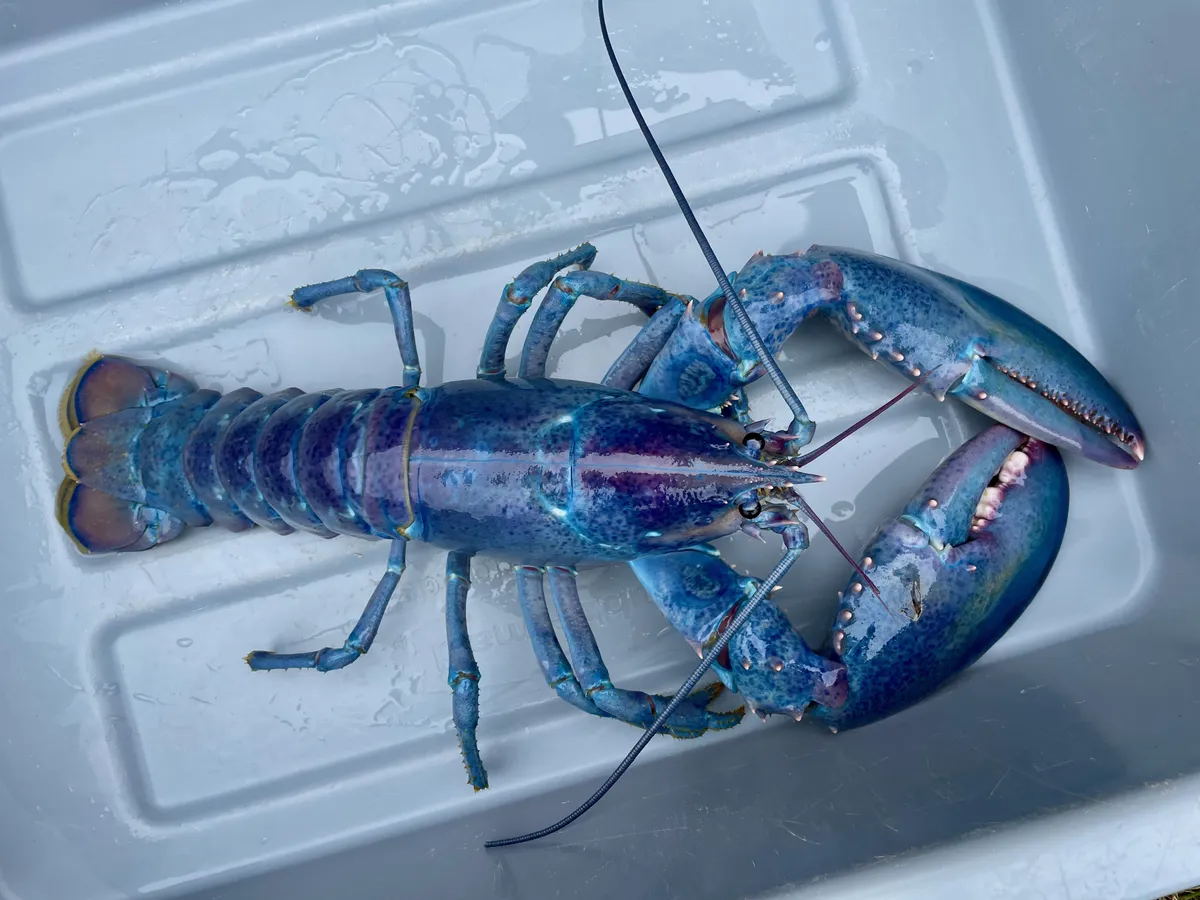 Rare 1-in-100-Million 'Cotton Candy' Lobster Found off the Coast