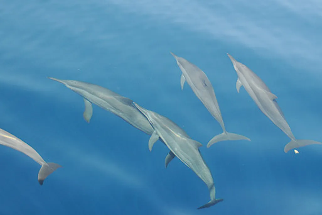 SmartNews-Dolphins-631-hero.jpg