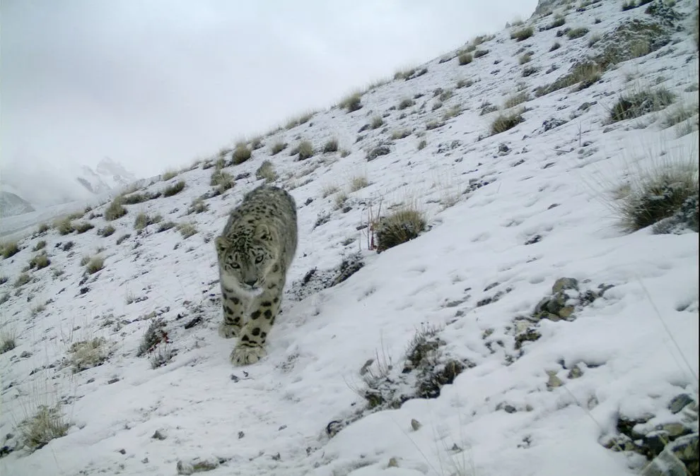 The Elusive Snow Leopard, Caught in a Camera Trap