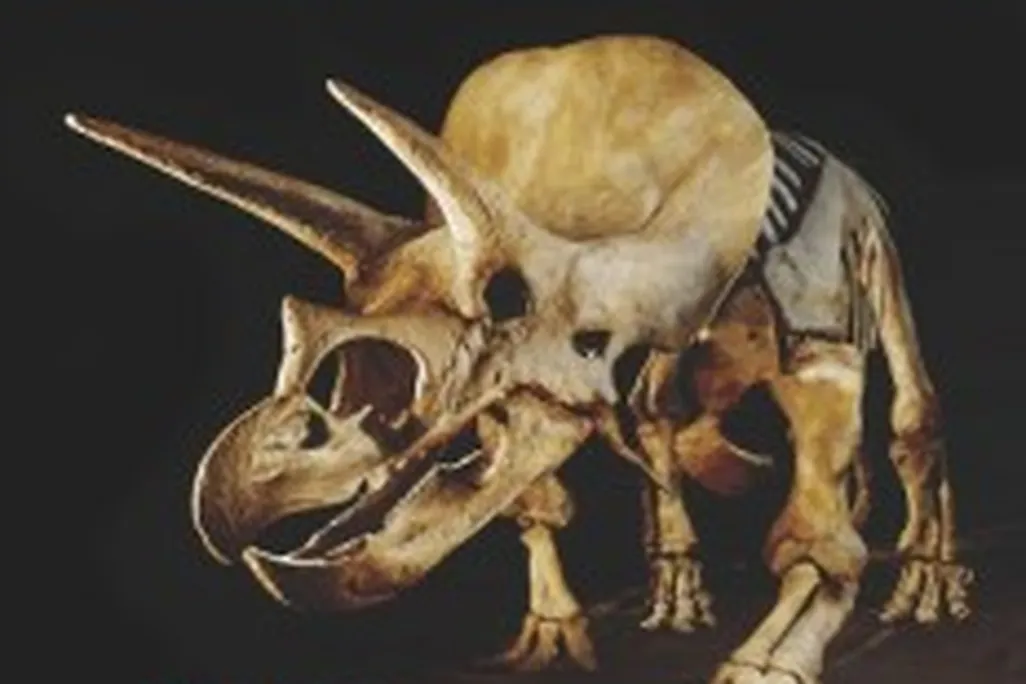 20110520083150great-dinosaur-discoveries-232x300.jpg