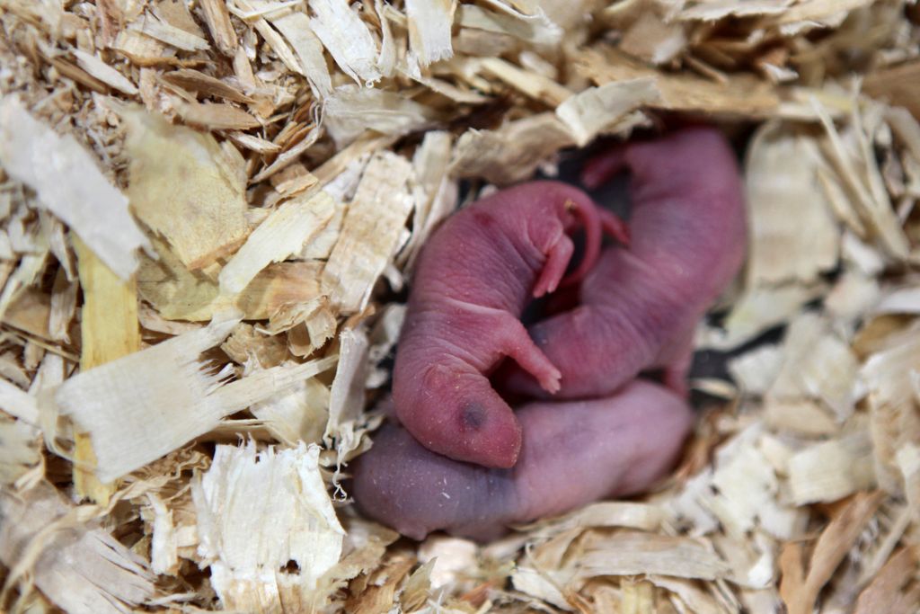 Baby mice cuddle on woodchips