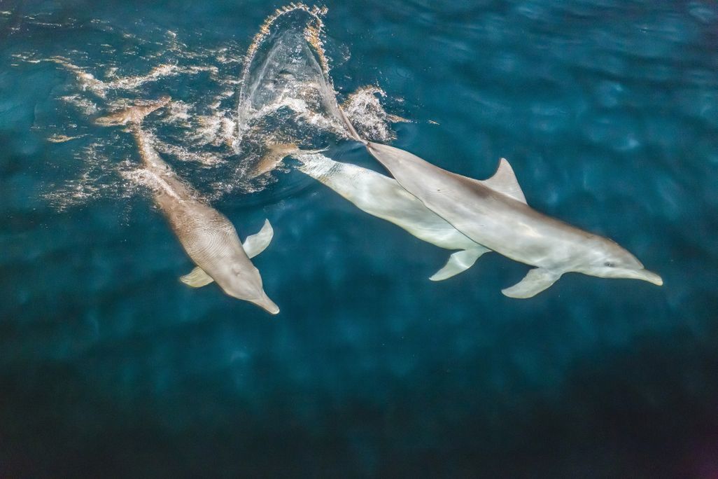 Aerial view of three swimming dolphins