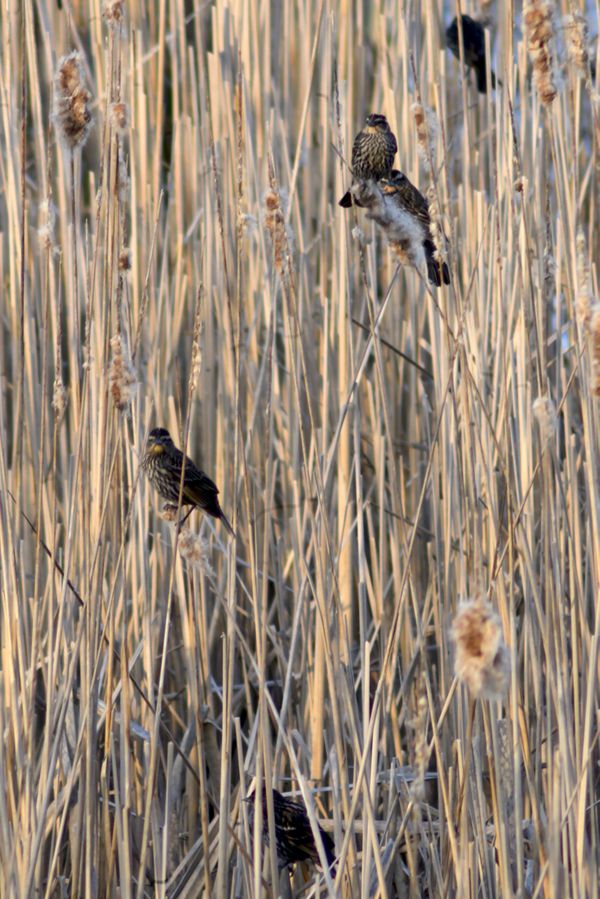 Sparrows in Reeds thumbnail