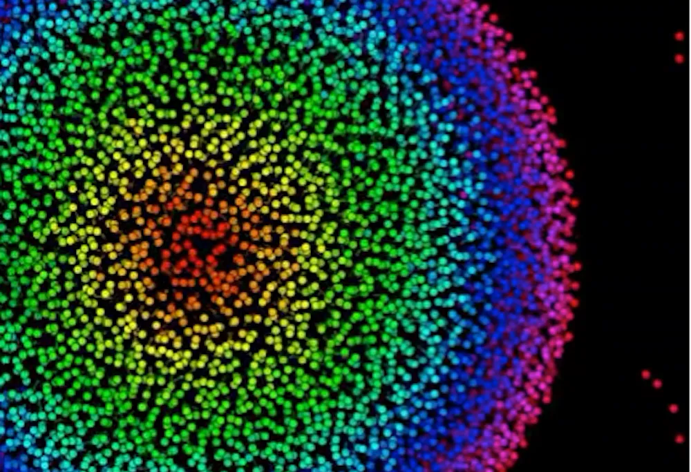 Zebrafish