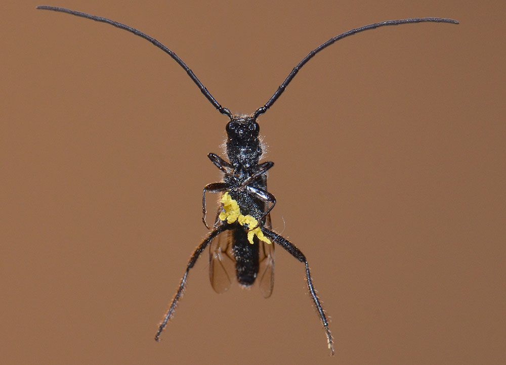 Orchid and Longhorn Beetle