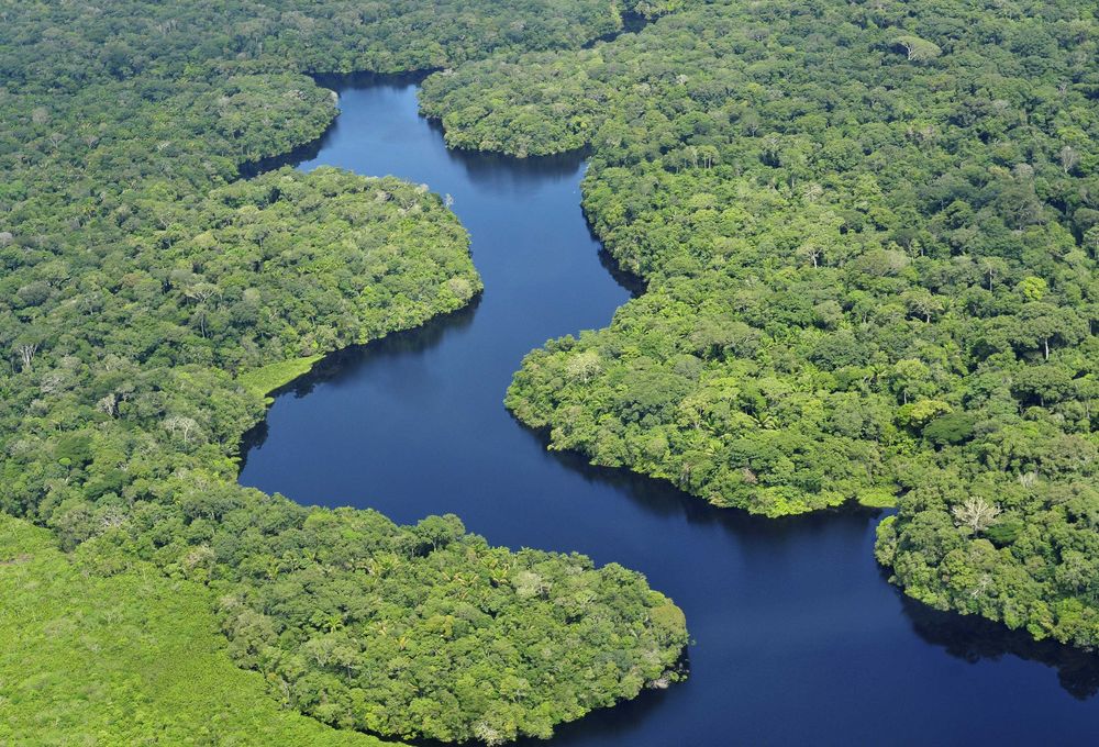 amazon forest trees