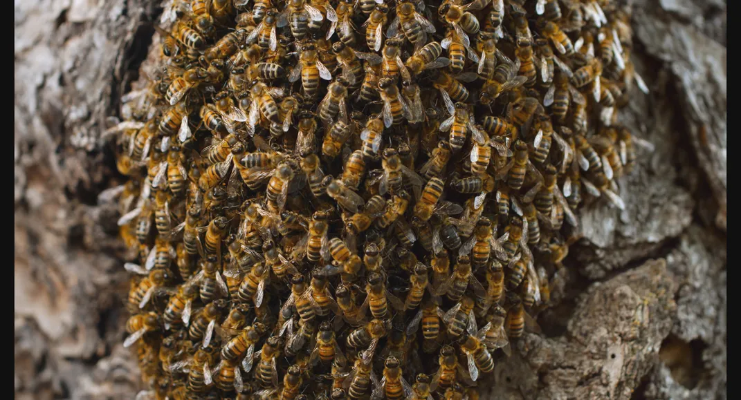 See the Amazing Images That Showcase the Short, Brilliant Lives of Honeybees Throughout the Seasons