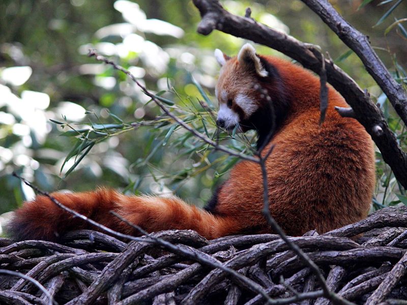 Bronx Zoo Red Panda | Smithsonian Photo Contest | Smithsonian Magazine