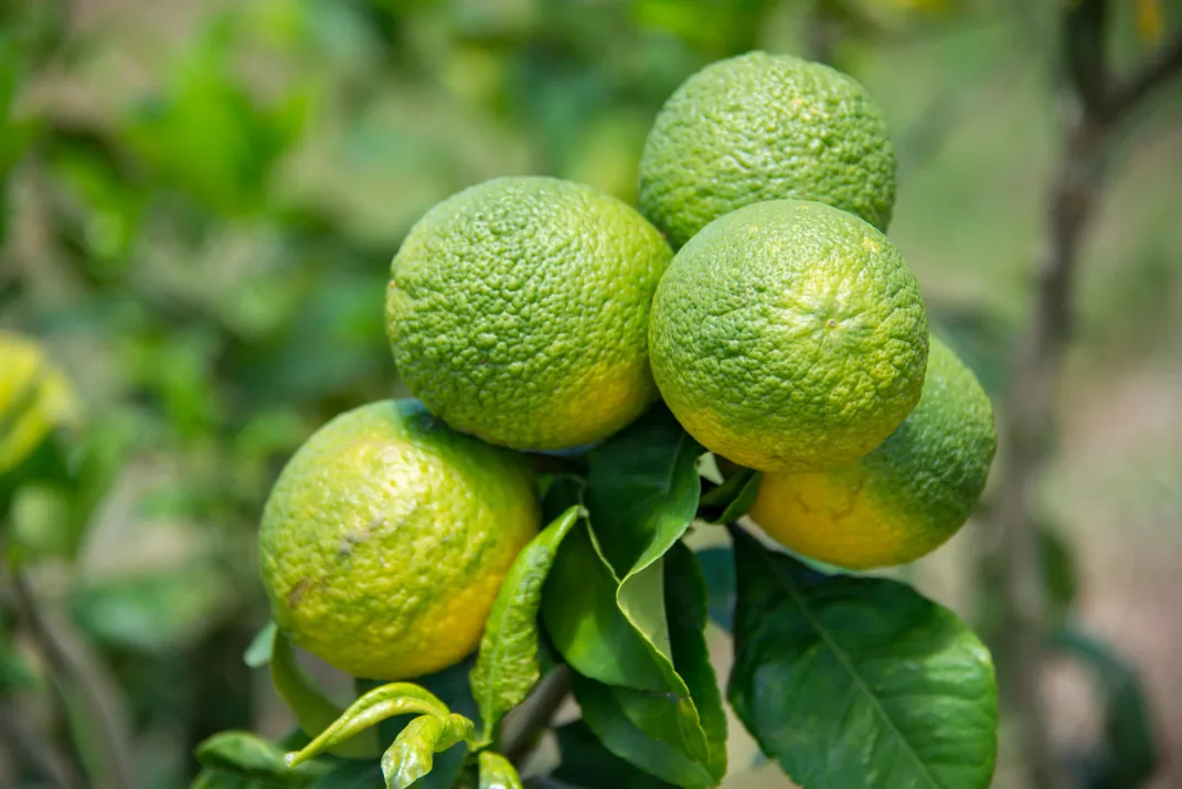 Limes plagued with "citrus greening," which looks like bright yellow-green splotches