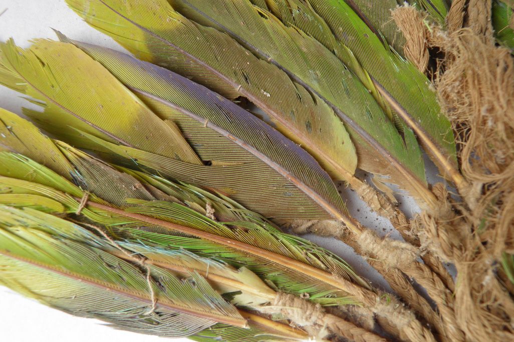 Green feathers in a bundle against white backdrop