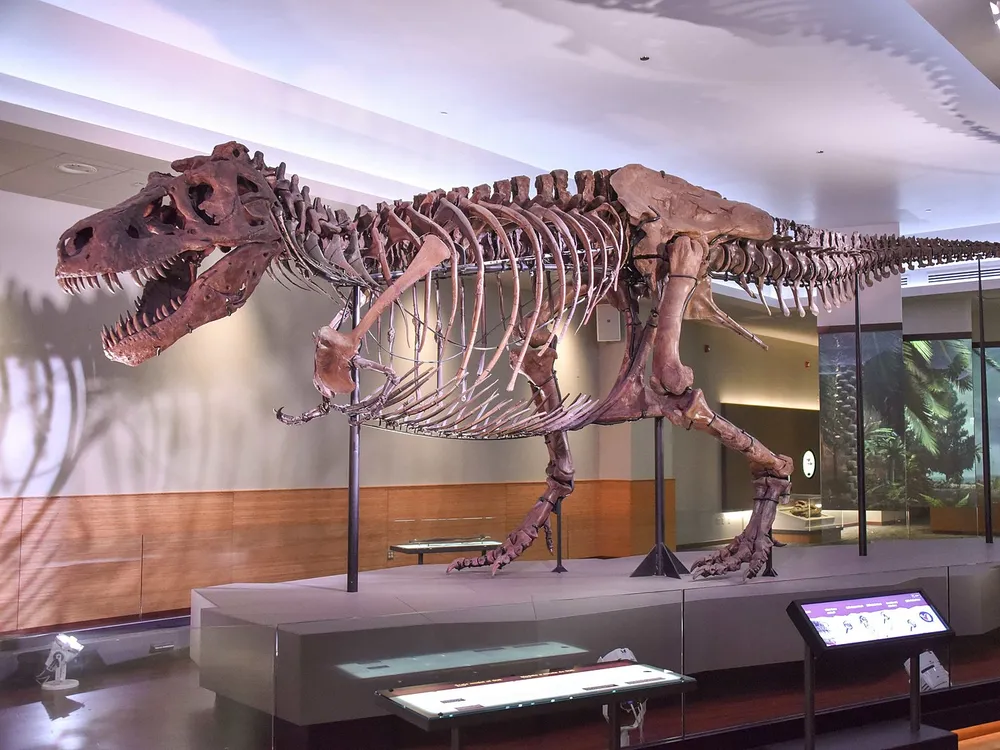 A photo of the Tyrannosaurus Rex specimen at the Field Museum of Natural History in Chicago, IL