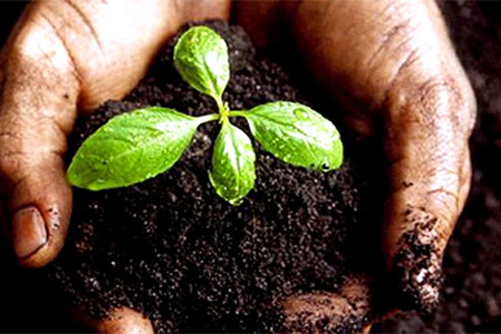 carbon, biochar