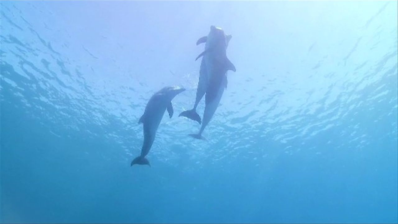 Preview thumbnail for Under the Sea With Dolphins