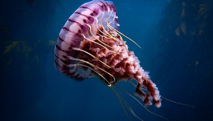 Delight in These 15 Photos That Capture the Exotic Undersea Lives of Jellyfish