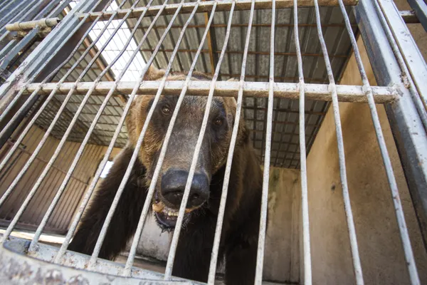 Syrian brown bear in captivity in private Lebanese Zoo. thumbnail